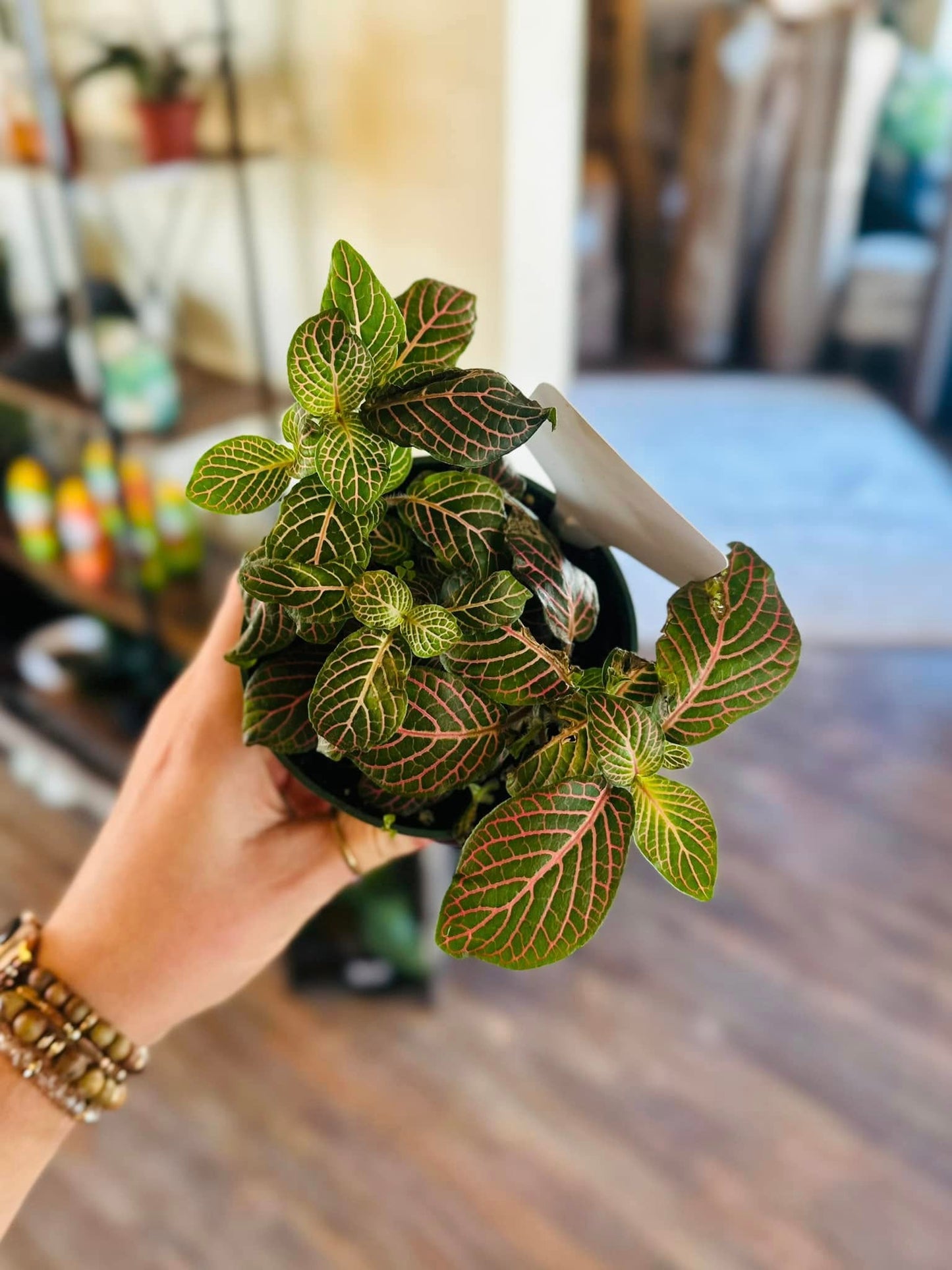 4" Fittonia Pink