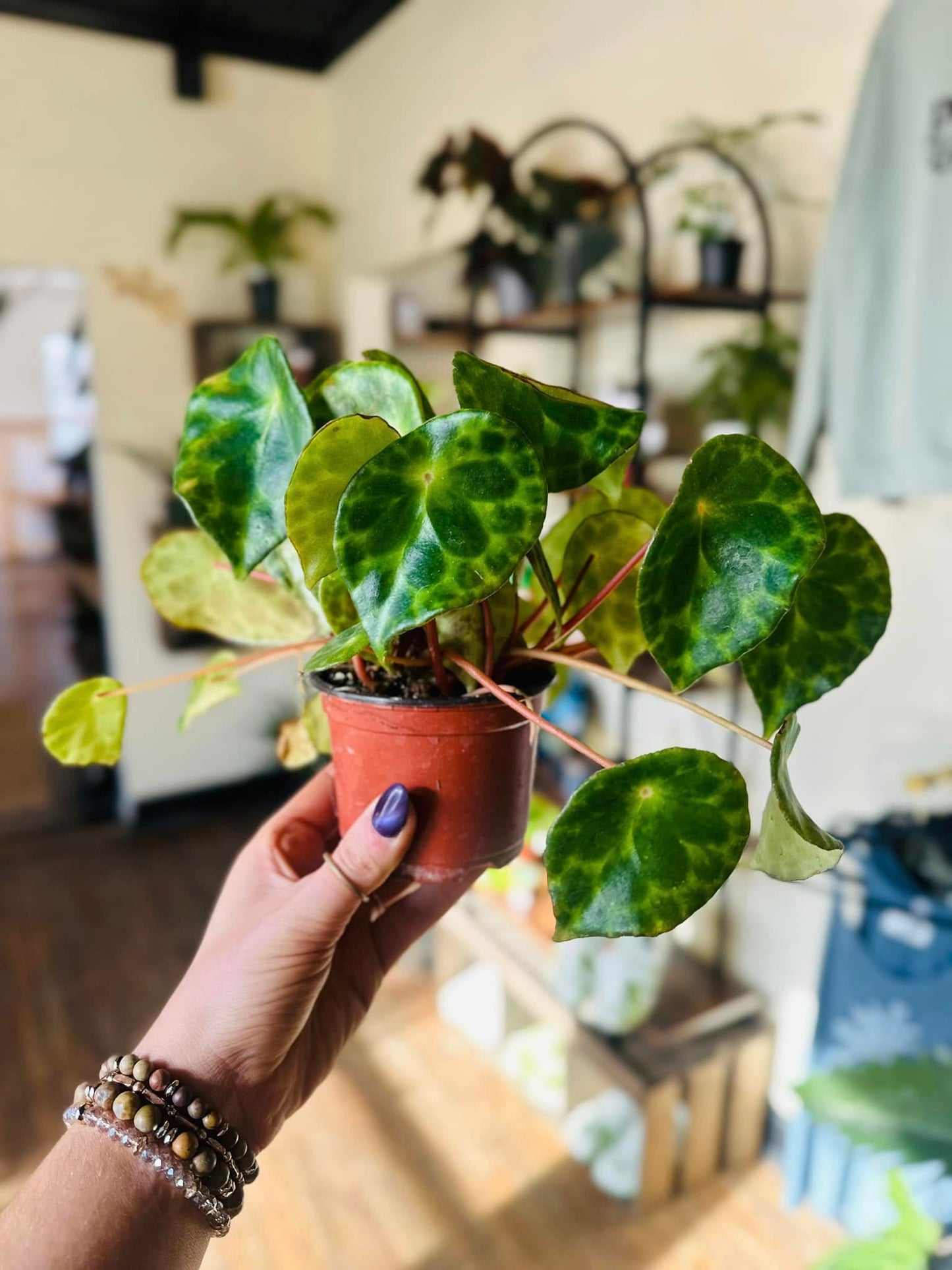 4" Begonia Kingiana