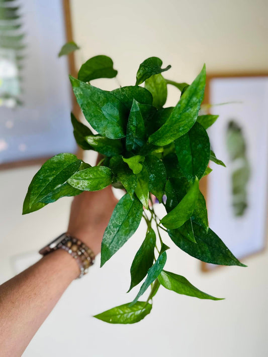 4" Pothos Skeleton Key