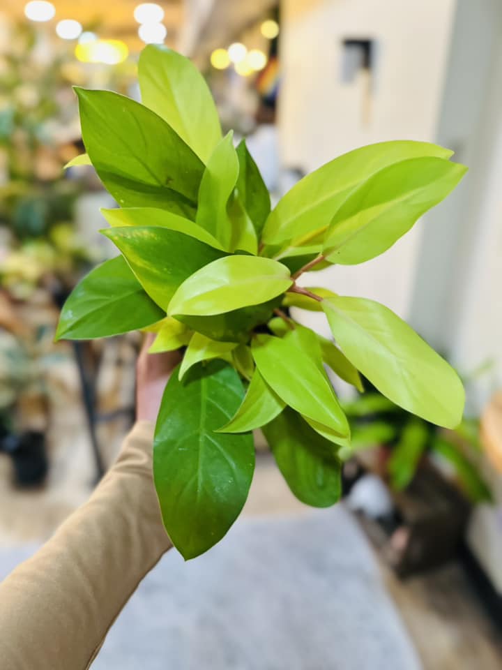 4" Philodendron Golden Goddess