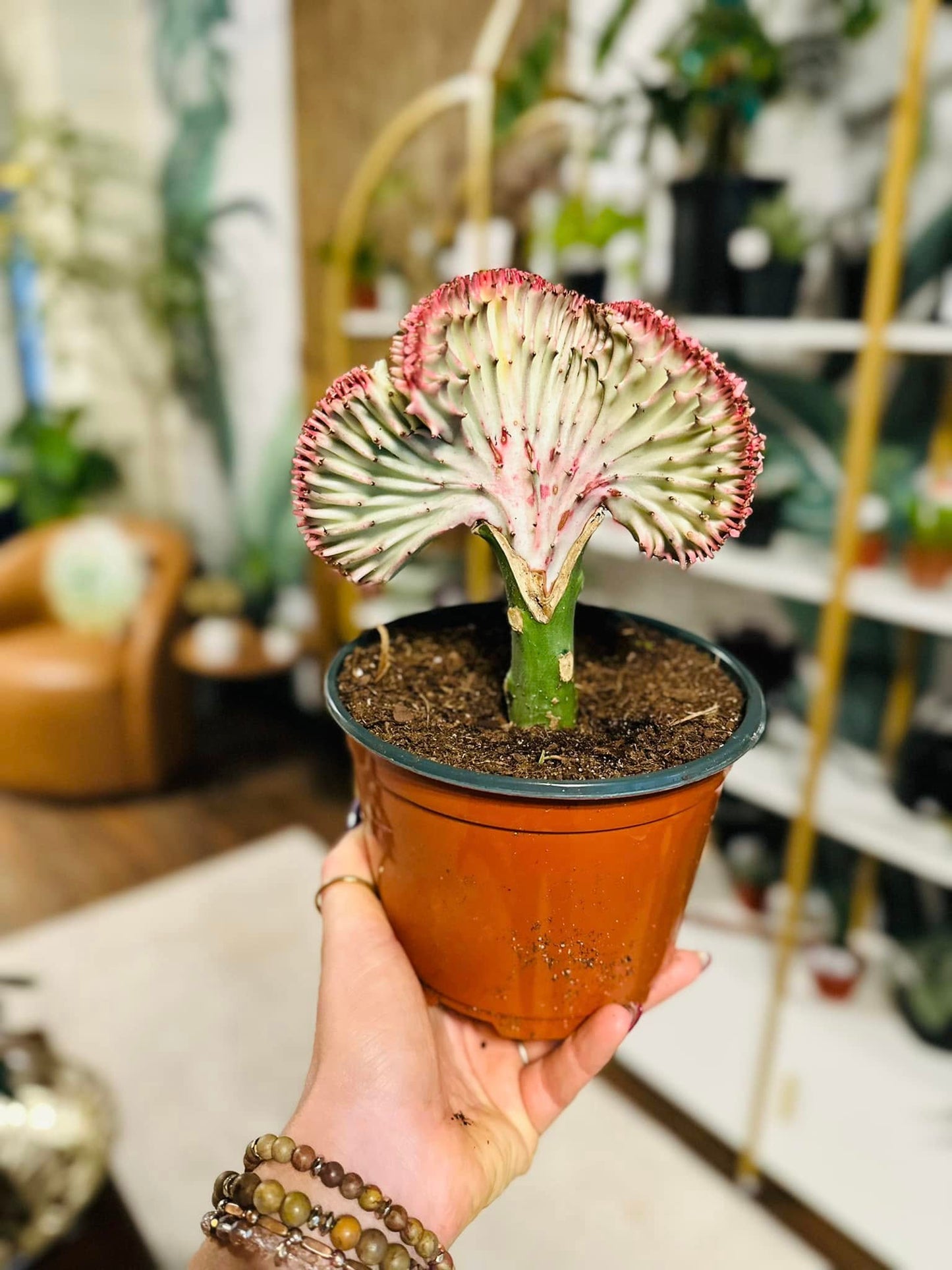 Coral Cactus 6"