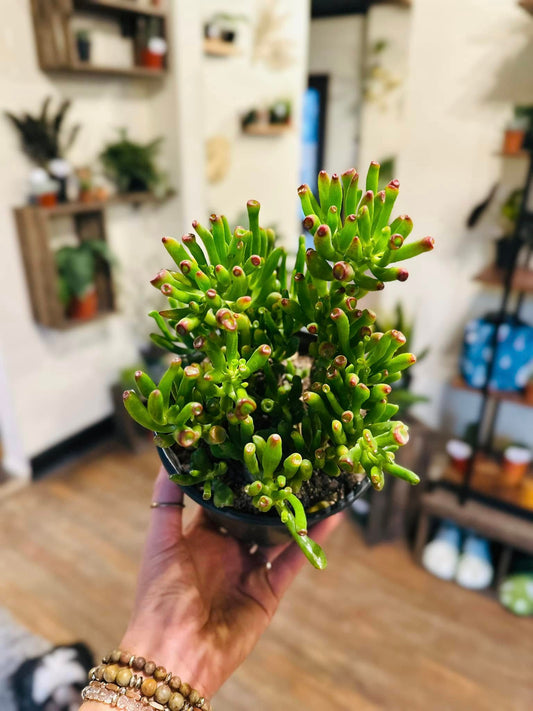 6" Crassula Jade Hobbit