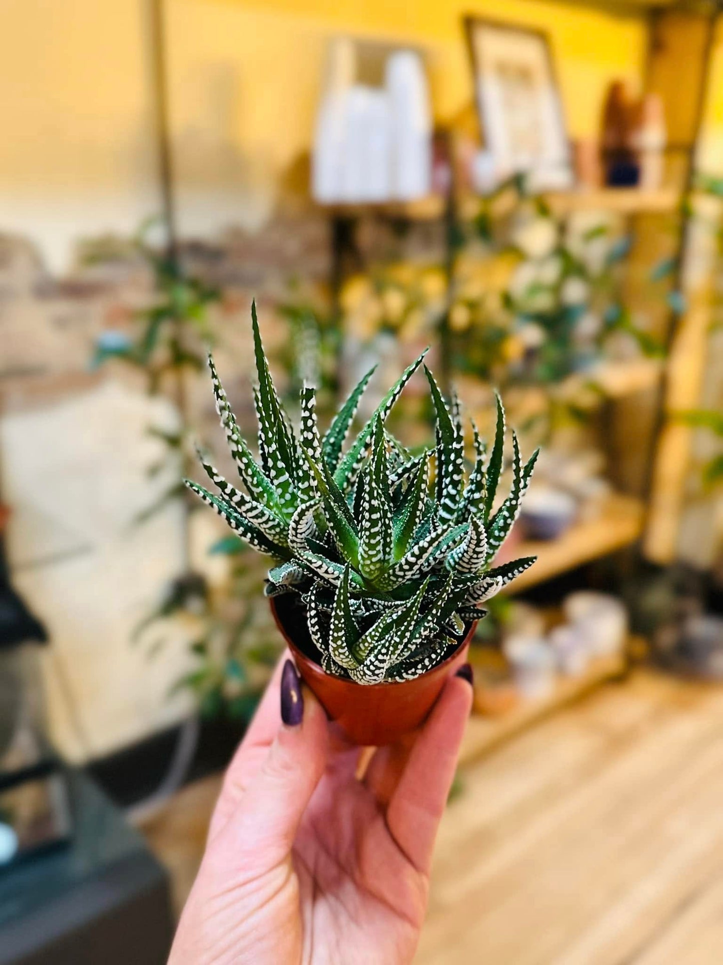 Haworthia 4"