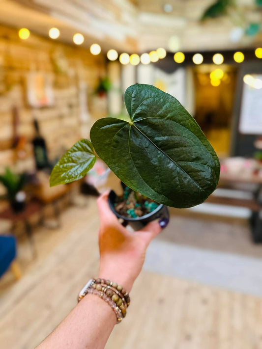 4" Anthurium Queen of Hearts