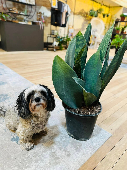 10" Whale Fin Victoria Snake Plant