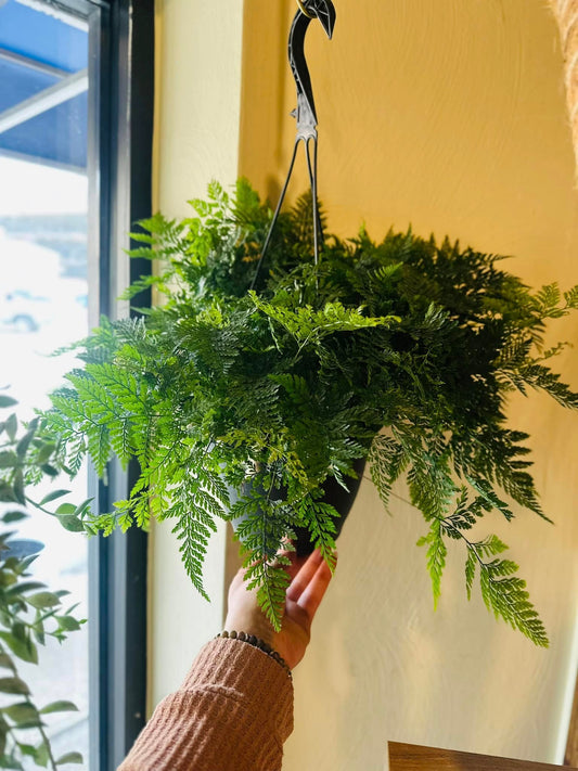 8" Rabbit's Foot Fern Basket