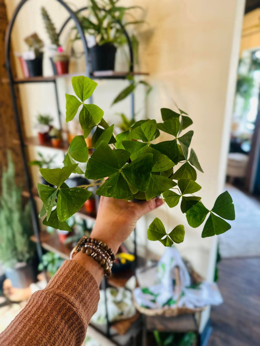 Oxalis Green 4"