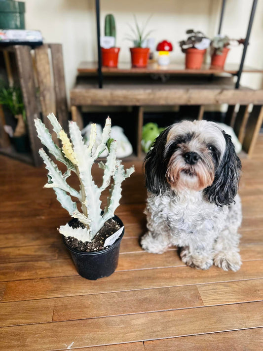 6" Euphorbia White Ghost