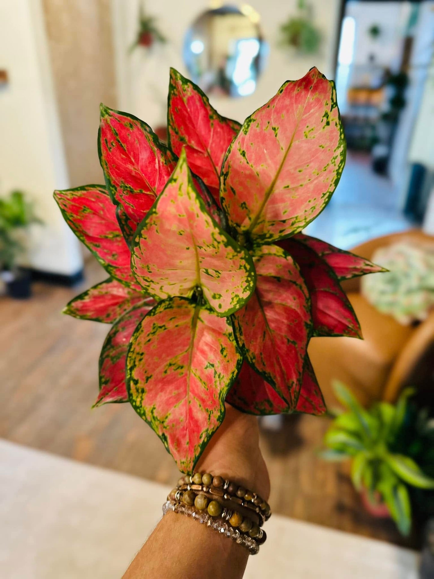 6" Aglaonema Red Diamond