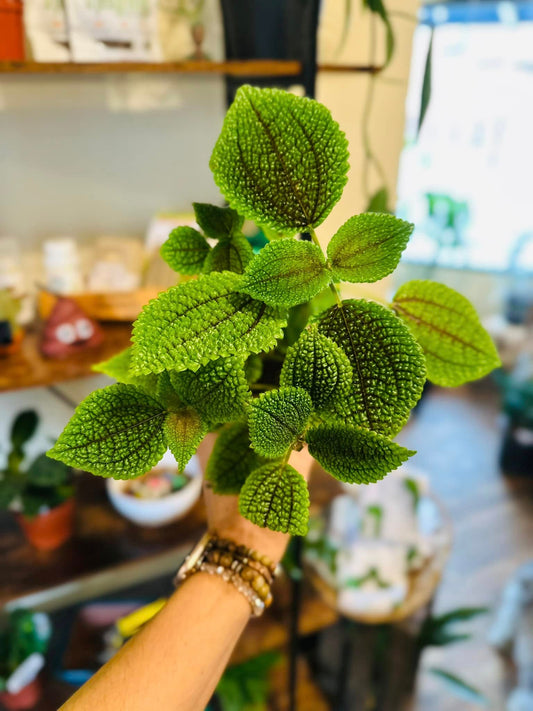 4" Pilea Moon Valley