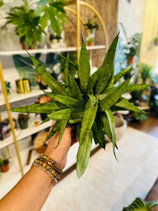 6" Silver Princess Snake Plant