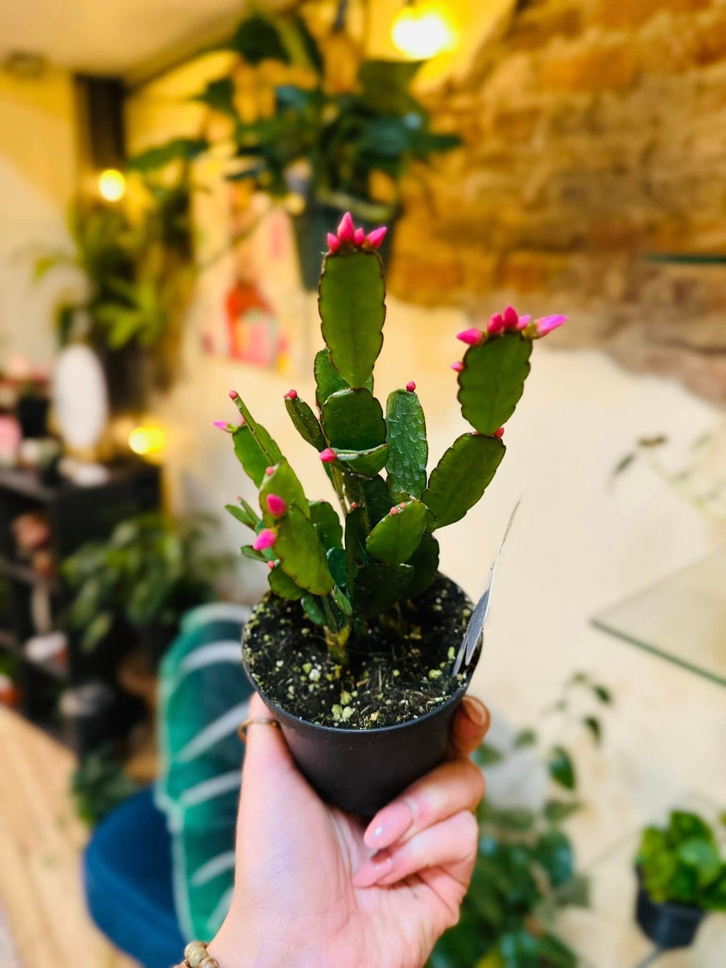 4" Holiday Cactus