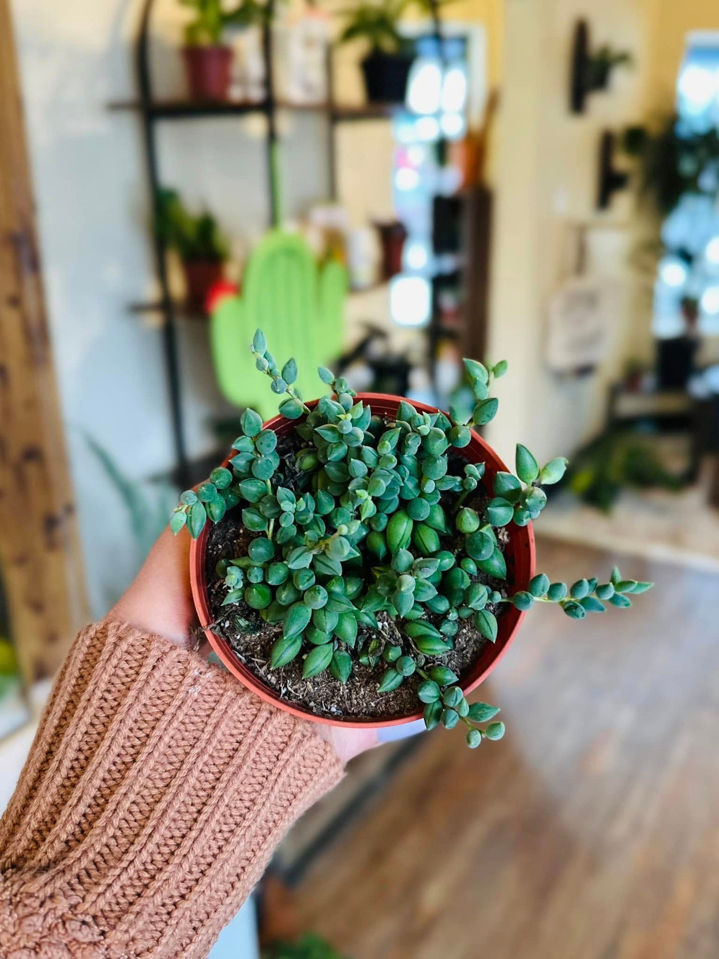 4" String of Beans