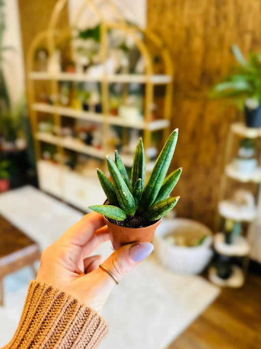 2" Hedgehog Snake Plant