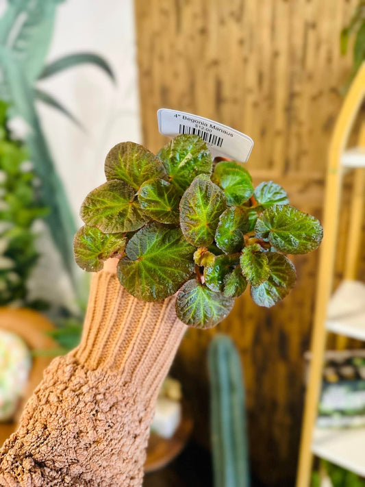 4" Begonia Manaus