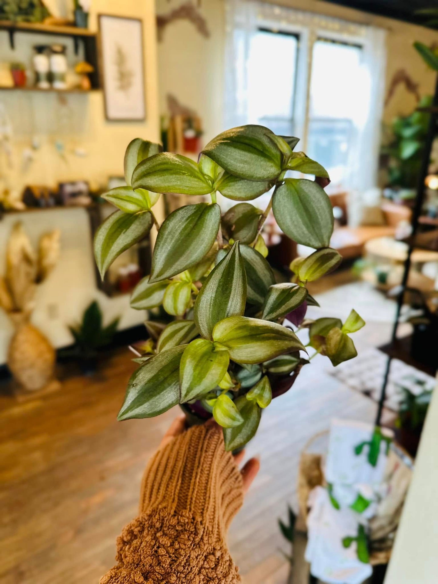 4" Tradescantia Zebrina