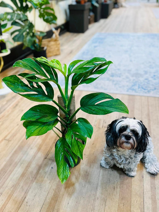 6" Monstera Pinnatipartita