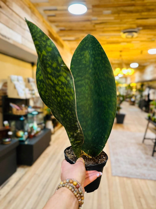 6" Whale Fin Victoria Snake Plant