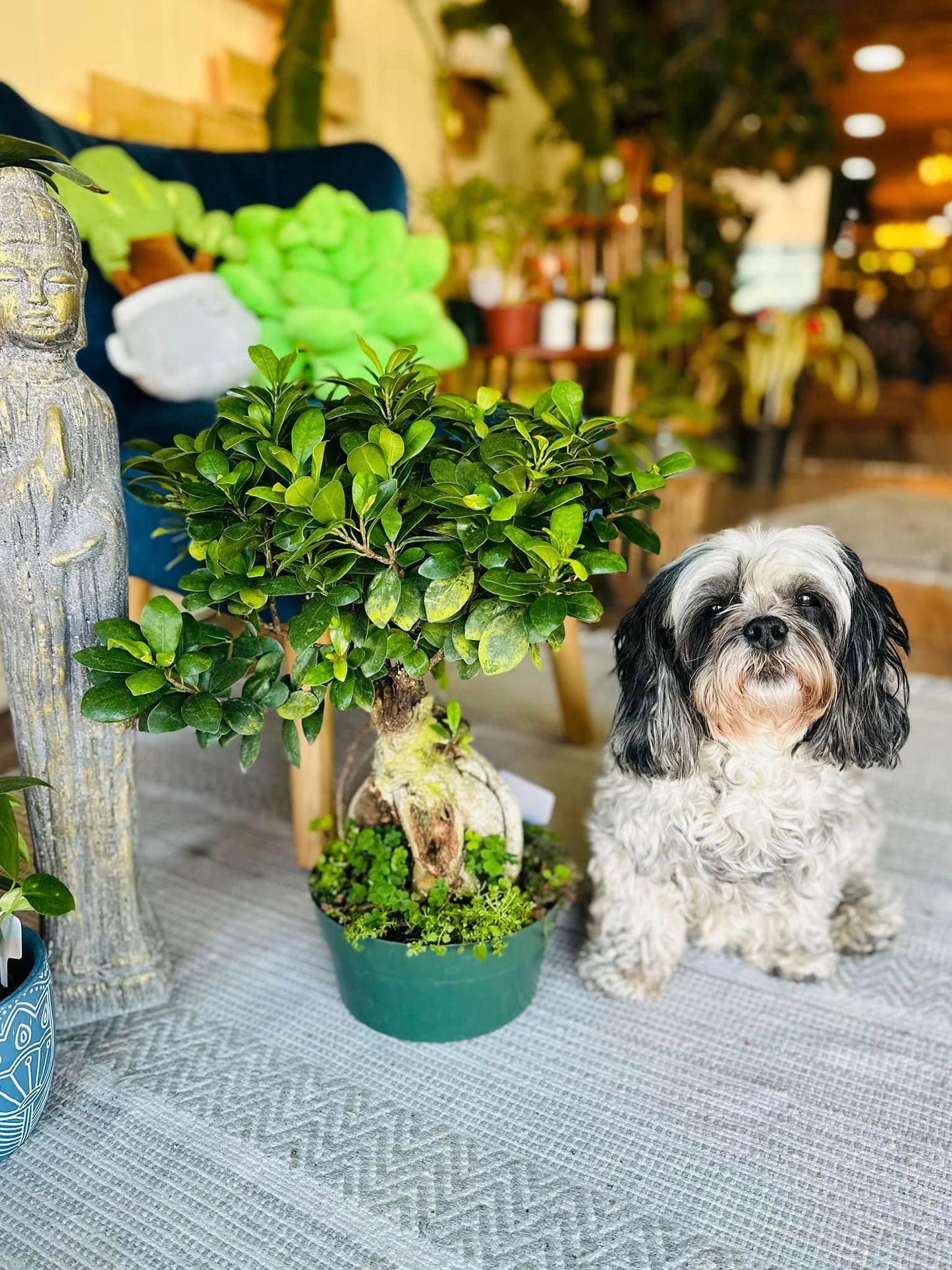 8" Ficus Microcarpa Ginseng