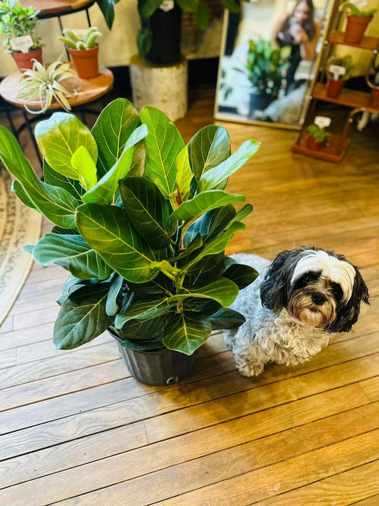 10" Ficus Audrey