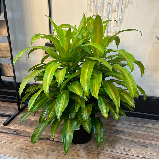 Dracaena Bronze Bay 8"