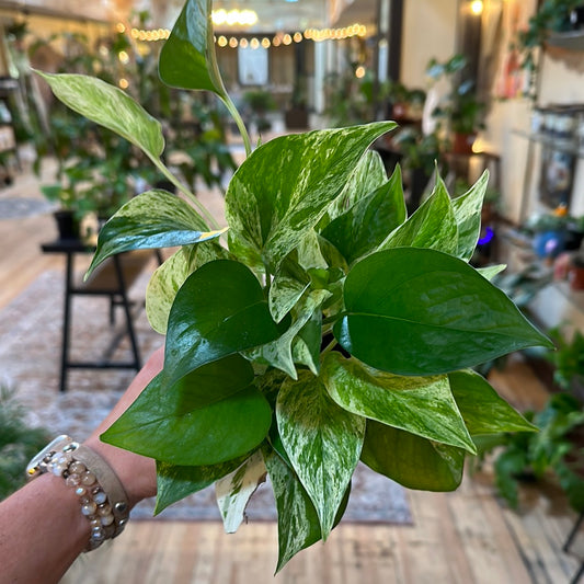 4" Pothos 'Marble Queen'