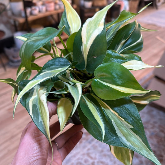 Philodendron hederaceum 'Silver Stripe' 4"