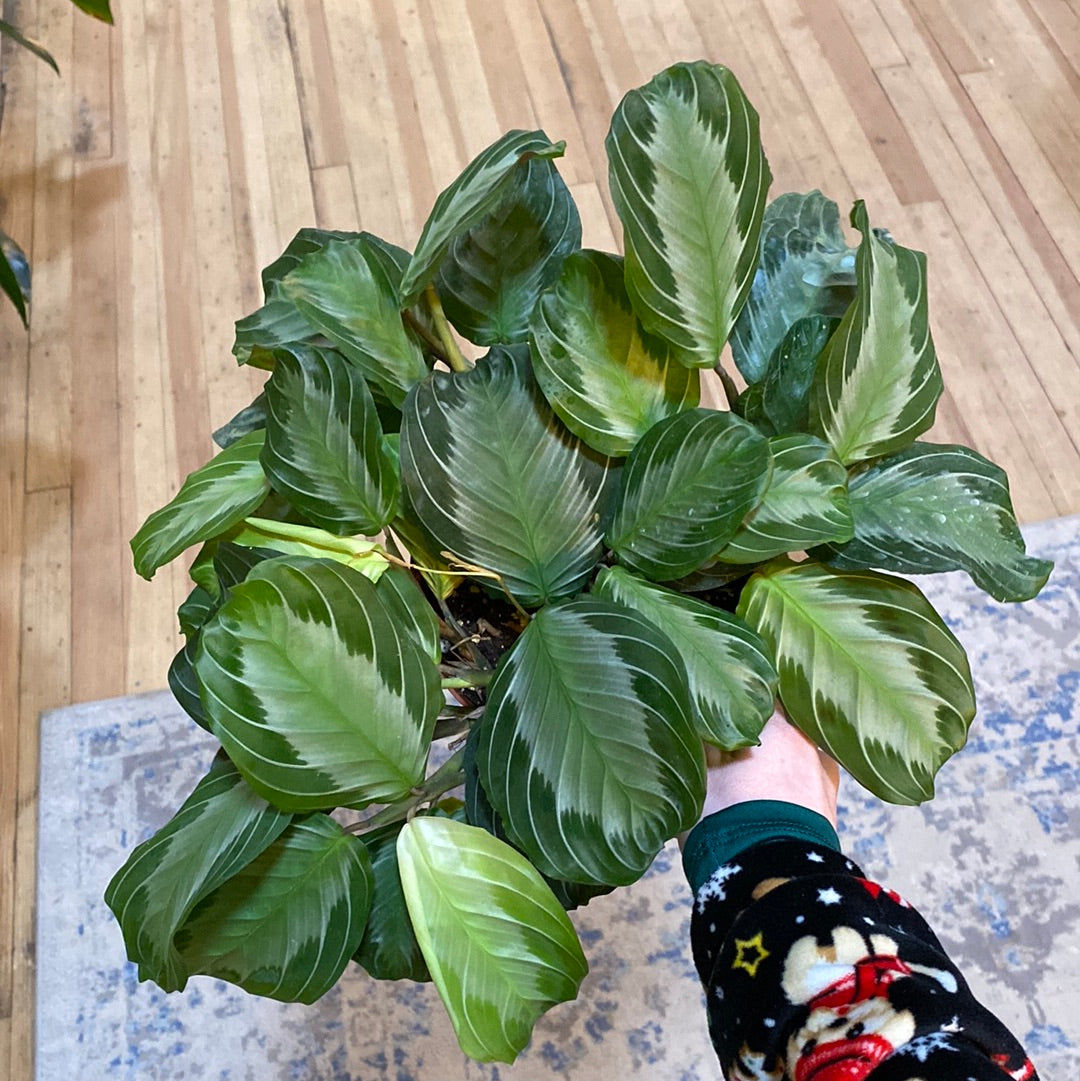 Maranta leuconeura 'Silver Band' 6"