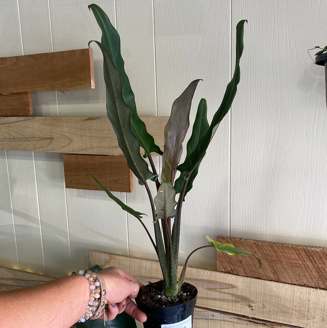 Alocasia Lauterbachiana 4"