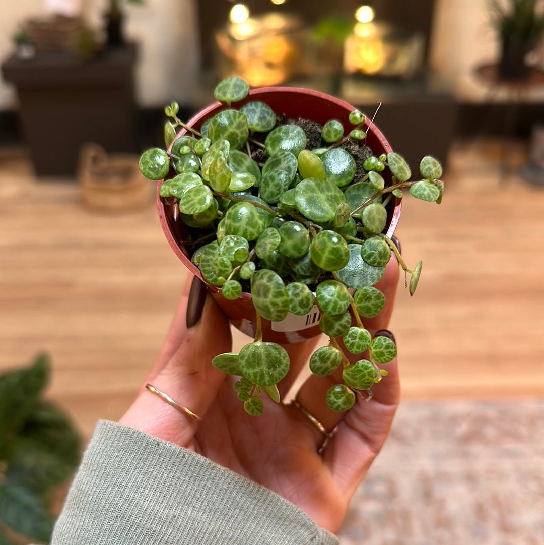 Peperomia Prostrata String of Turtles 2"