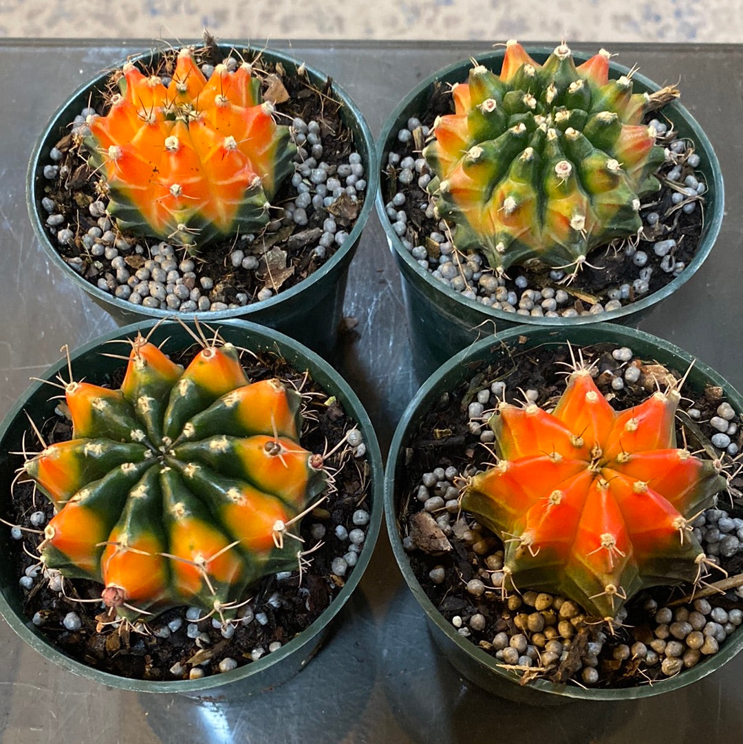 Variegated Cactus 4"