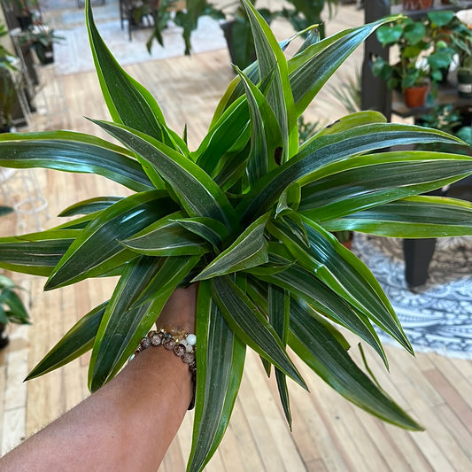 6" Dracaena Lemon Lime