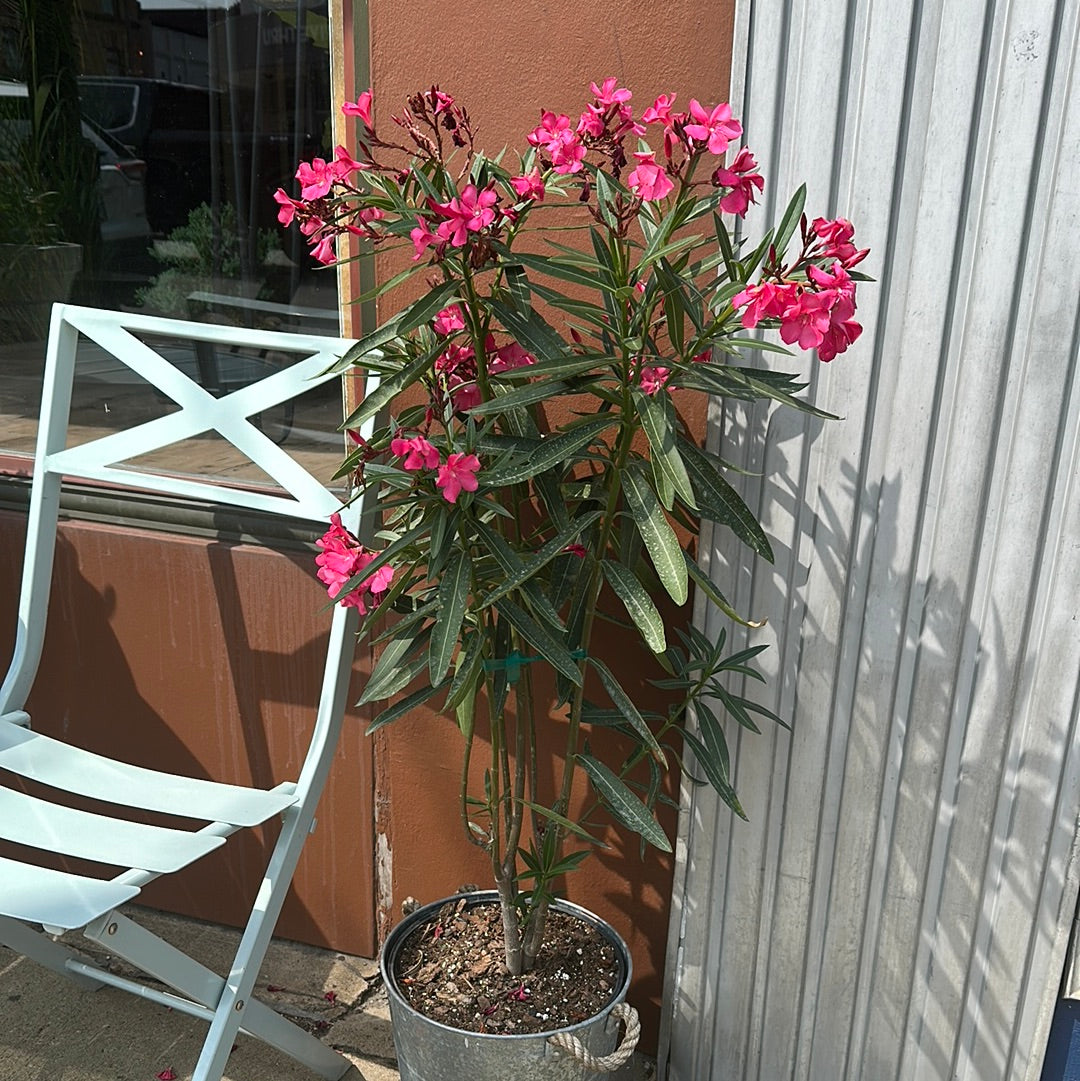 Oleander 10"