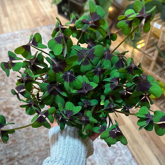 Oxalis Iron Cross 6"