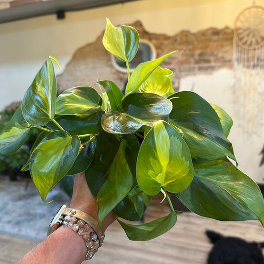 Philodendron hederaceum 'Brasil' 4"