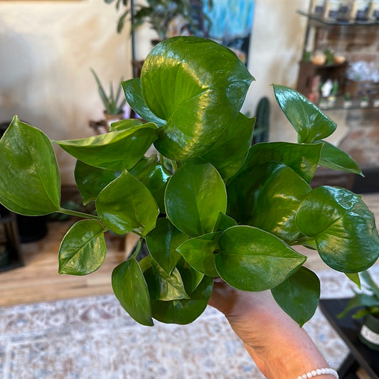 Epipremnum aureum 'Global Green' 4"