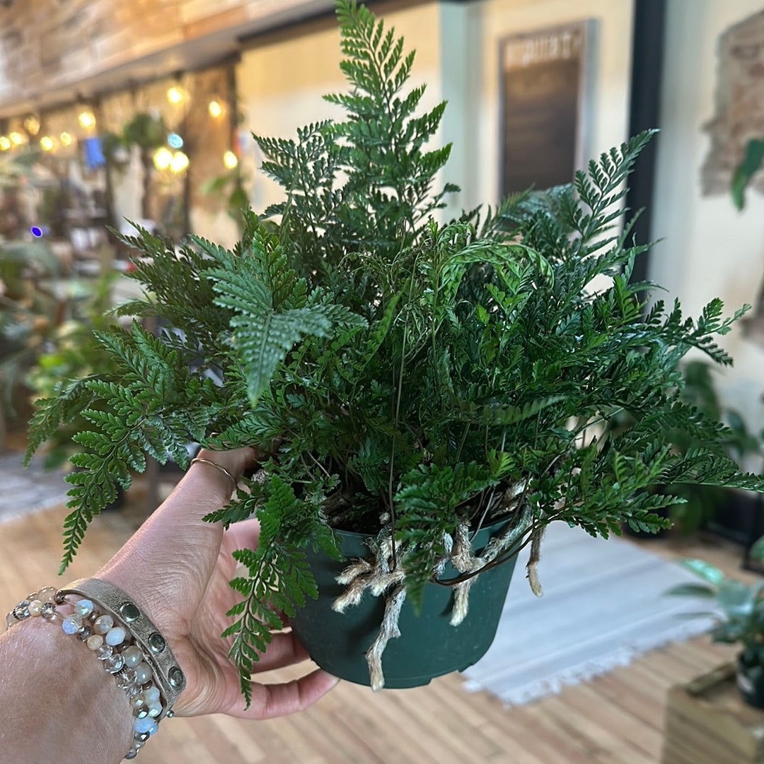 Rabbit's Foot Fern 6"