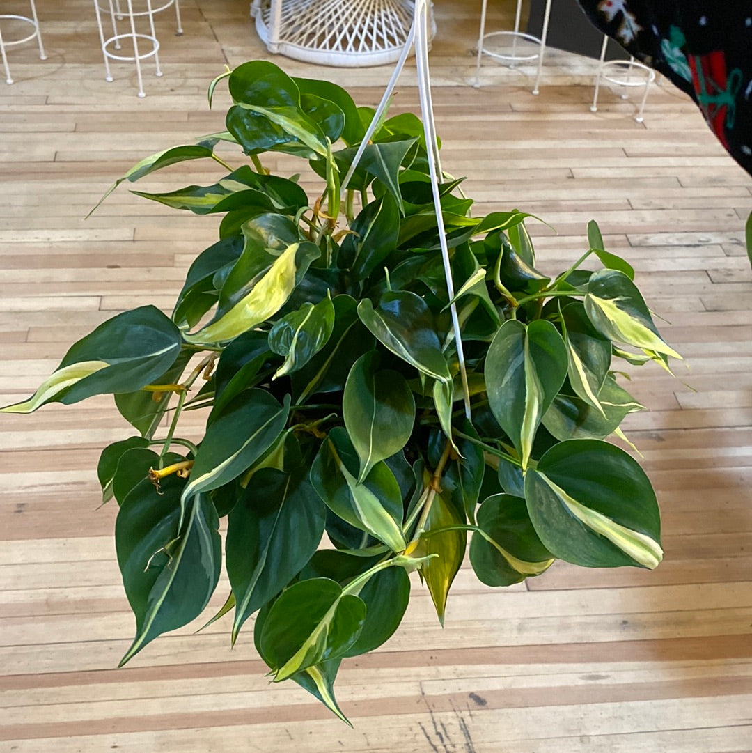 Philodendron hederaceum 'Silver Stripe' Basket 8"