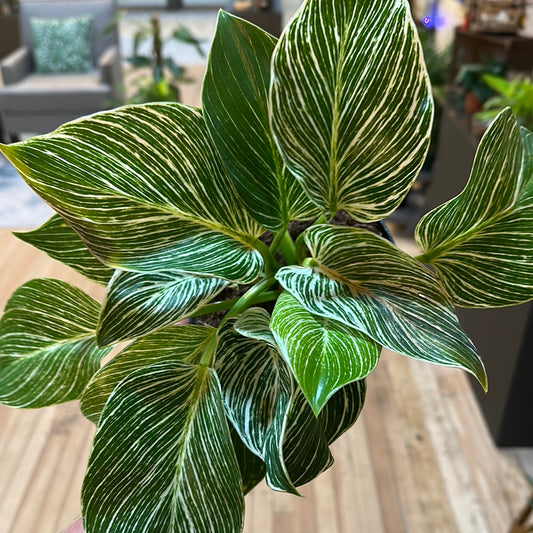 Philodendron 'Birkin' 4"