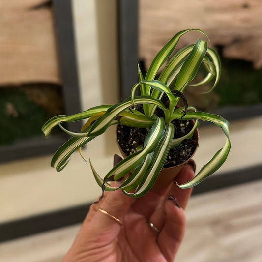 Spider Plant 2"