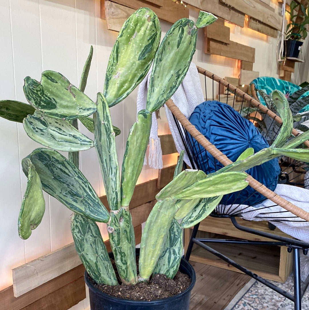 Variegated Prickly Pear Cactus 10"