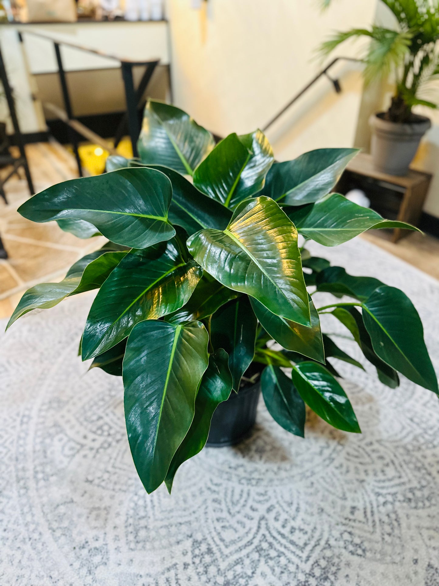 10" Philodendron Congo Green