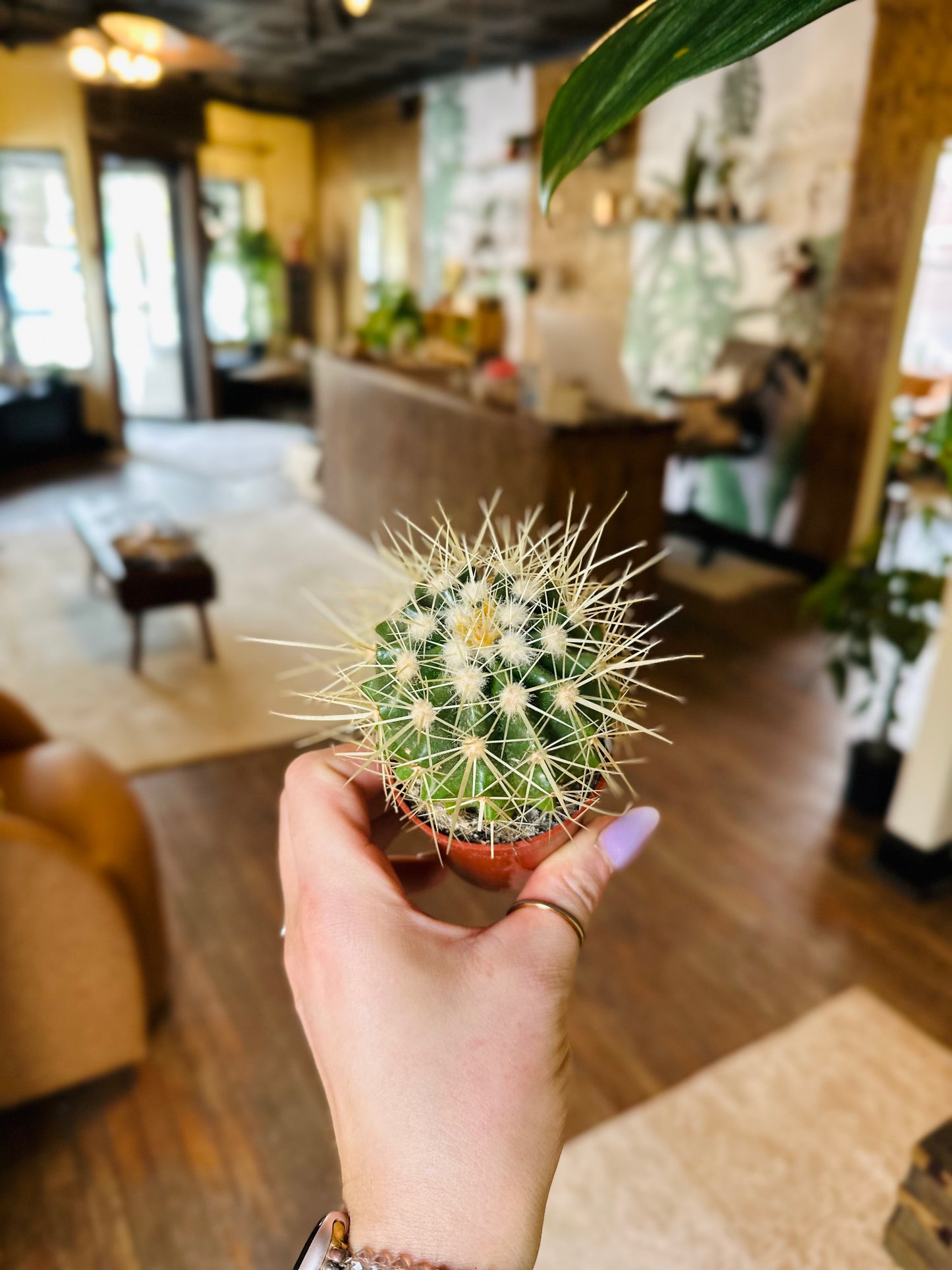 2.5" Cactus Golden Barrel