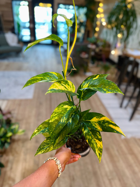 Epipremnum pinnatum 'Kujang Yellow Flame' 4"