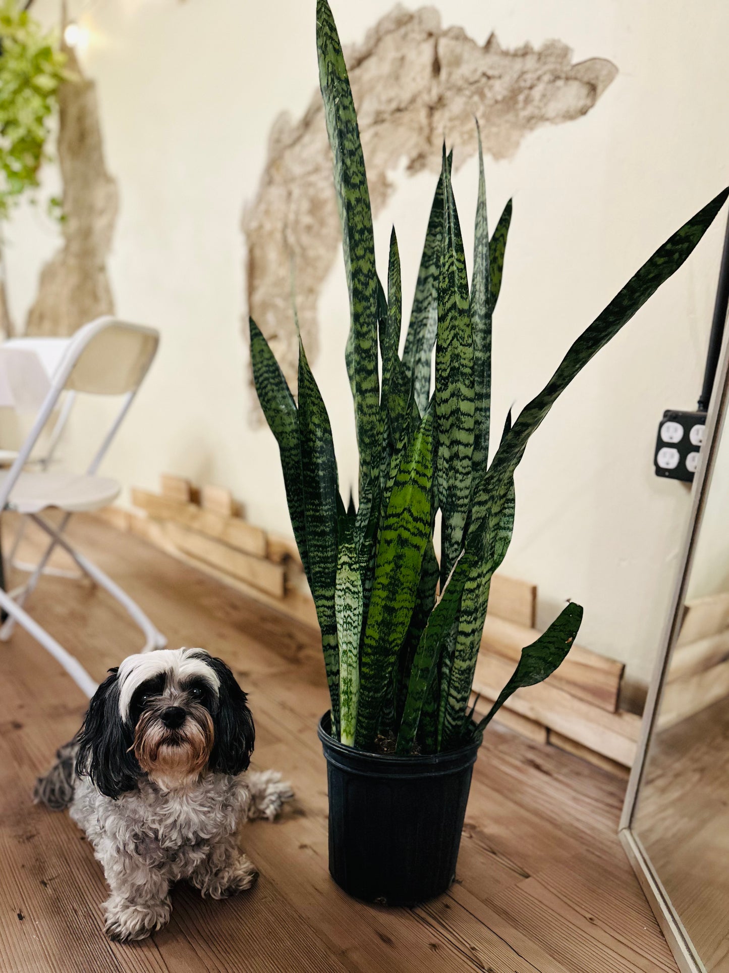 Trifasciata Snake Plant 8"