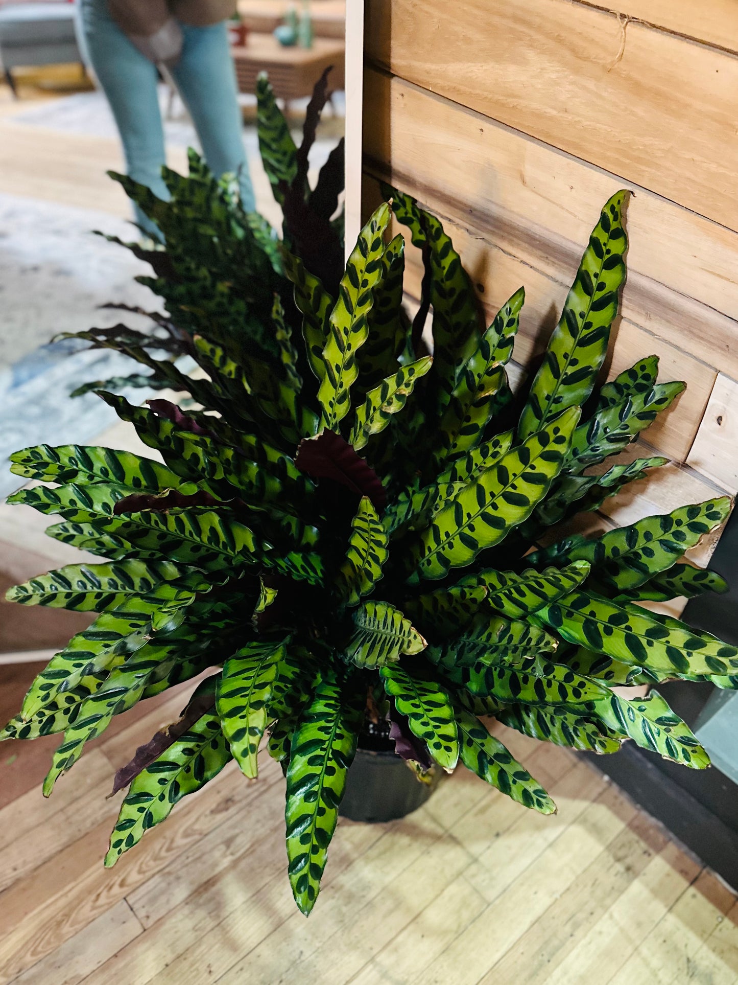 12" Calathea Rattlesnake