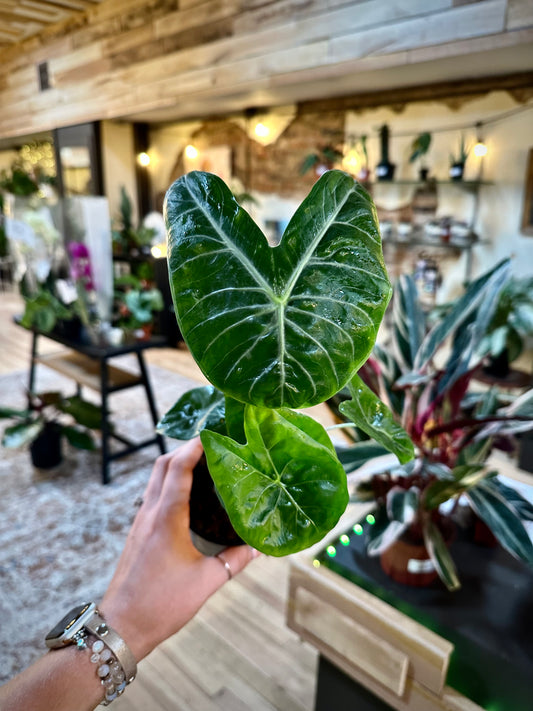 Alocasia Pink Dragon 4"