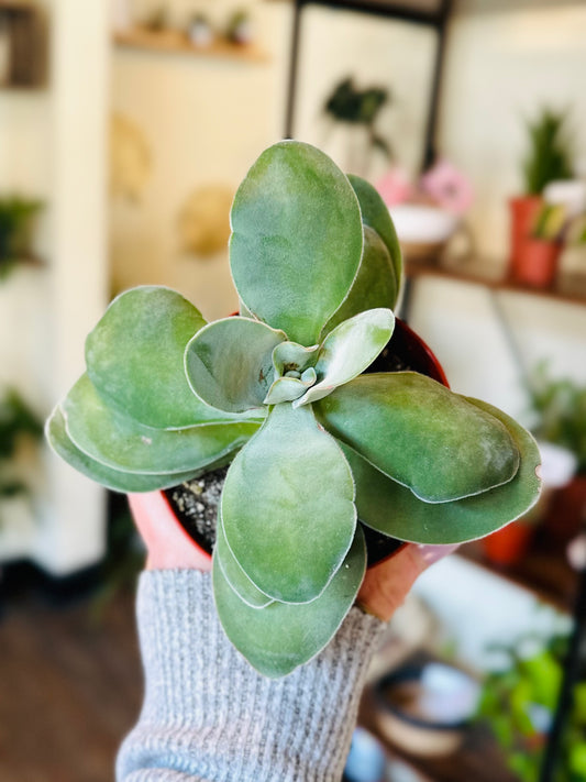 4" Crassula Propeller