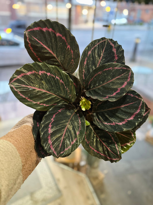 6" Calathea Dottie