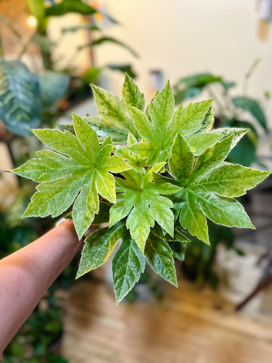 Fatsia Variegated 6"